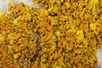 Lichen gorgé d'eau (Xanthorie pariétaire – Xanthoria parietina)